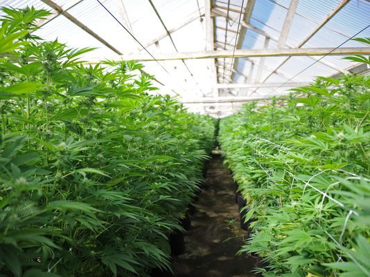 The Growing Marijuana Industry In Salinas