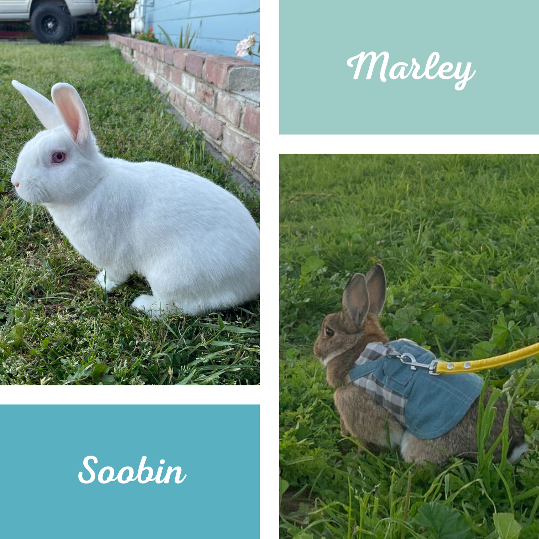 
Though it might seem like bunnies require a lot of maintenance, it’s not actually like that. They tend to take care of themselves. All you have to do is provide basic needs and affection like you would with any other animal.
