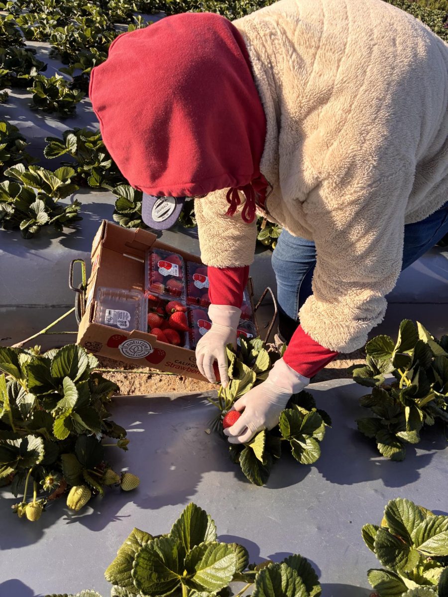 During spring break, I was working by hours since the berries were barely beginning to ripe. This was around 9:00 A.M, my brother took this picture of me where my mom was teaching me how to pack the berries properly.

