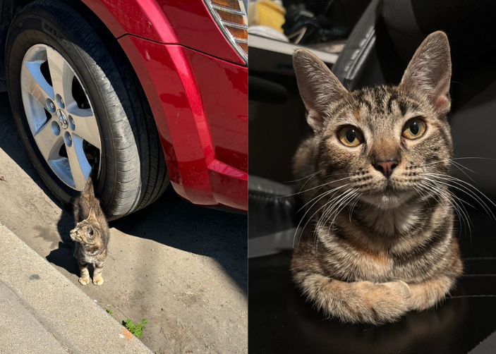 When I first saw Nova, she was hiding under an SUV. After coaxing her out with a chicken nugget, I was able to give her a proper home.
